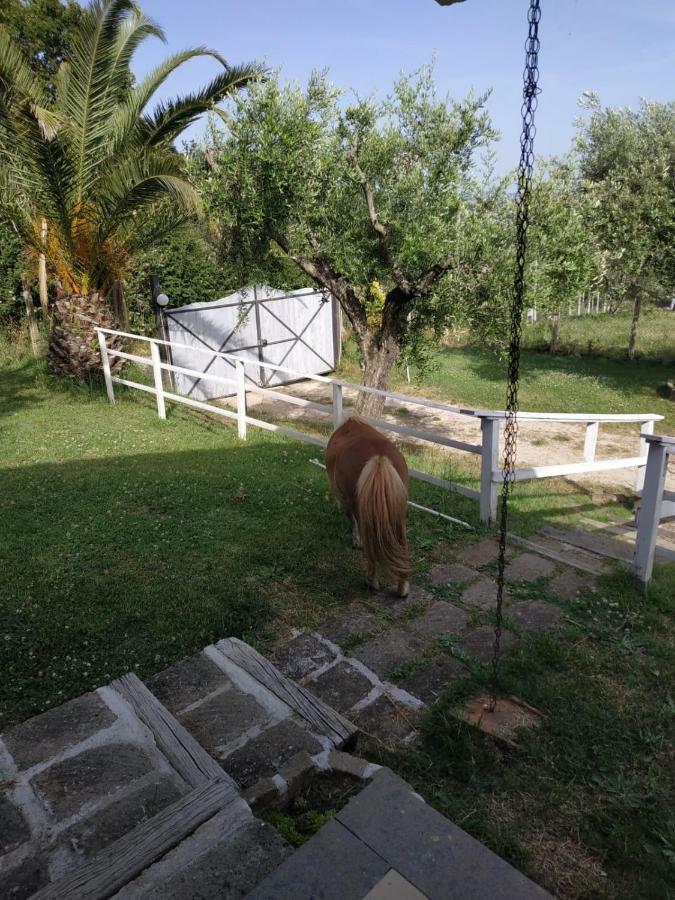 Apartament Il Poggio Degli Ulivi Trevignano Romano Zewnętrze zdjęcie