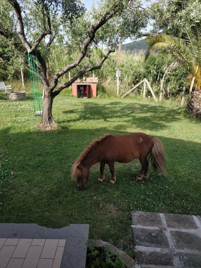 Apartament Il Poggio Degli Ulivi Trevignano Romano Zewnętrze zdjęcie